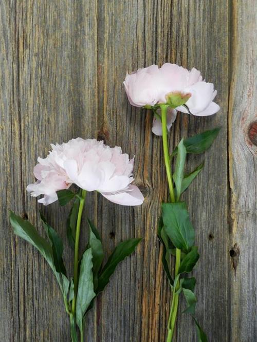 ALERTIE  LIGHT PINK PEONIES